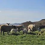 Downings View * Ballynaworthra